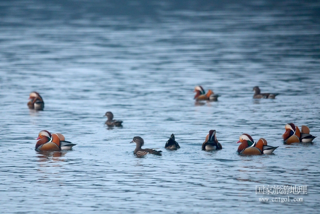 進入初冬，大批野生鴛鴦陸續(xù)飛抵江西婺源縣賦春鎮(zhèn)鴛鴦湖越冬，小精靈們在湖面上或相互依偎、卿卿我我；或隨波逐流、嬉戲打鬧，悠閑自在生活在青山綠水之間，優(yōu)良的水域和豐富的湖畔闊葉林，為鴛鴦過冬提供良好生存環(huán)境，婺源鴛鴦湖已成為亞洲最大的野生鴛鴦越冬棲息地。（攝于12月4日下午）