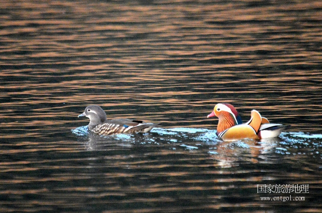 進入初冬，大批野生鴛鴦陸續(xù)飛抵江西婺源縣賦春鎮(zhèn)鴛鴦湖越冬，小精靈們在湖面上或相互依偎、卿卿我我；或隨波逐流、嬉戲打鬧，悠閑自在生活在青山綠水之間，優(yōu)良的水域和豐富的湖畔闊葉林，為鴛鴦過冬提供良好生存環(huán)境，婺源鴛鴦湖已成為亞洲最大的野生鴛鴦越冬棲息地。（攝于12月4日下午）